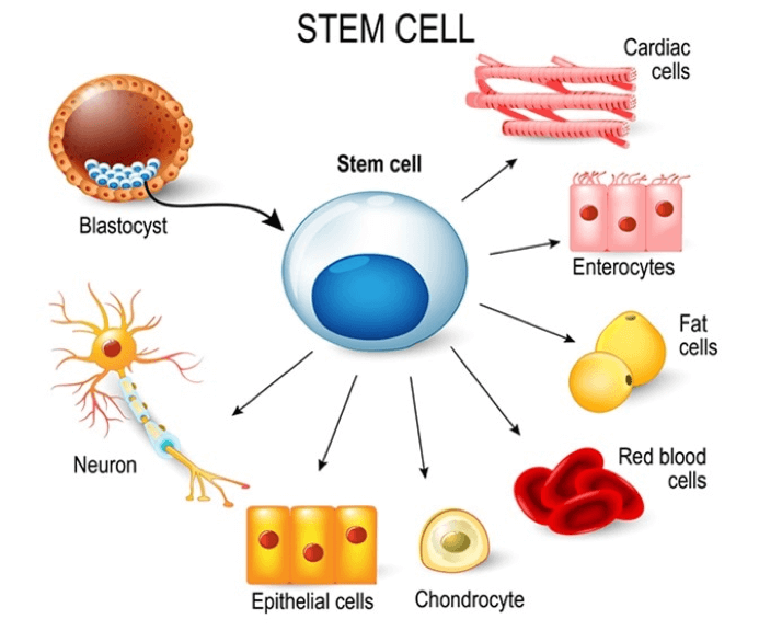 Tầm quan trọng của tế bào gốc trong ngành chăm sóc da và mỹ phẩm